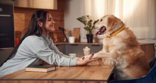 Estudo revela como os pets se comunicam com tutores