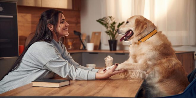 Estudo revela como os pets se comunicam com tutores