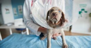Tutor deve seguir algumas dicas aos utilizar cone em cães