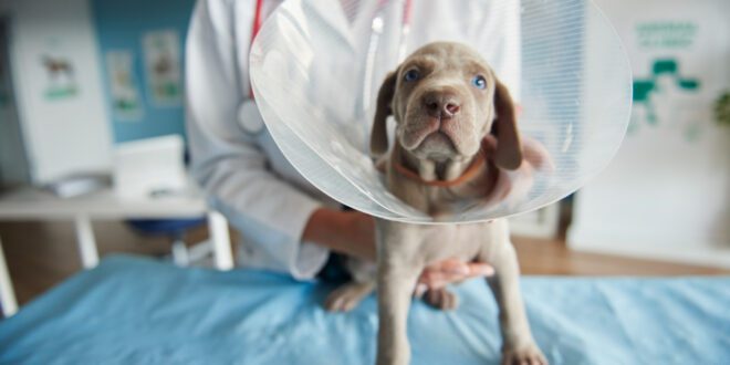 Tutor deve seguir algumas dicas aos utilizar cone em cães