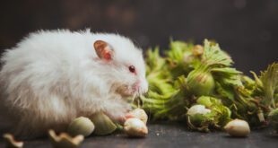 Entenda os cuidados essenciais para a saúde gastrointestinal de hamsters domésticos