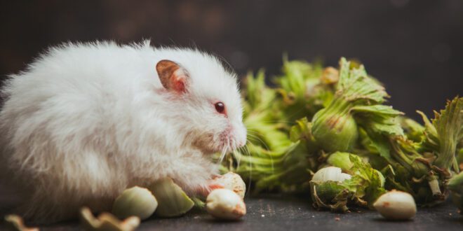Entenda os cuidados essenciais para a saúde gastrointestinal de hamsters domésticos