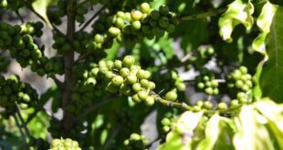 Incaper garante R$ 3,4 milhões em novos projetos de pesquisa para fortalecer cafeicultura capixaba