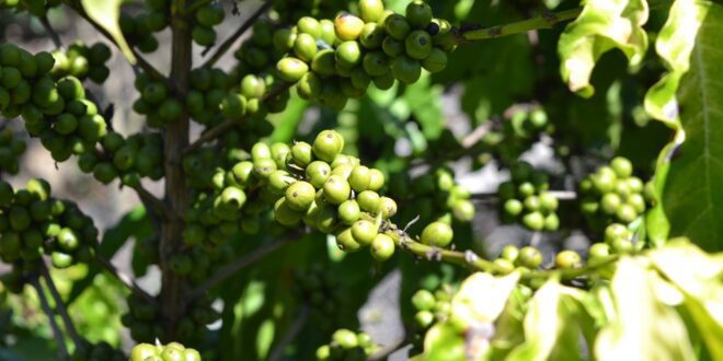 Incaper garante R$ 3,4 milhões em novos projetos de pesquisa para fortalecer cafeicultura capixaba