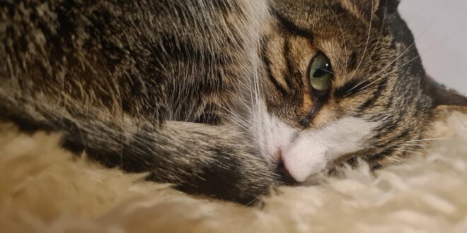 Estudo revela que gatos também sofrem pelo luto com a perda de outro animal de companhia