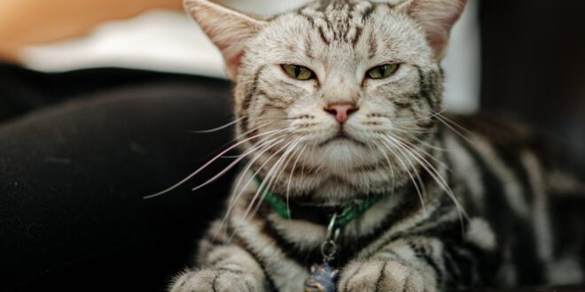 Gato pode morrer de estresse? Entenda mais