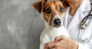 CFMV adota medidas contra resolução que invade áreas da Veterinária e Zootecnia