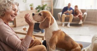 Brincadeiras e atividades ajudam pets idosos a se manterem ativos