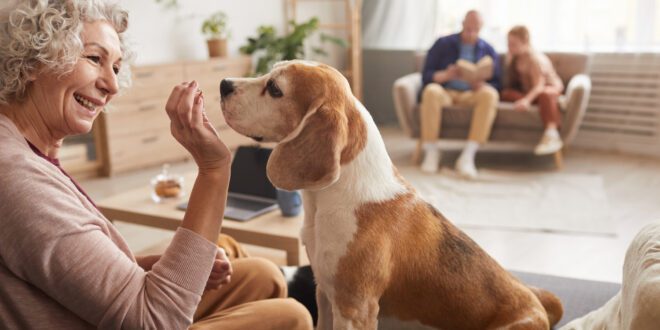 Brincadeiras e atividades ajudam pets idosos a se manterem ativos