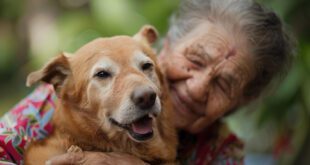 Veterinários falam sobre a Medicina Preventiva para pets idosos