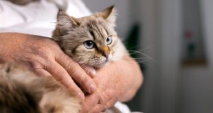 Veterinária explica uso de acupuntura em gatos