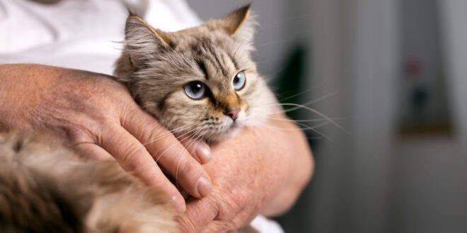 Veterinária explica uso de acupuntura em gatos