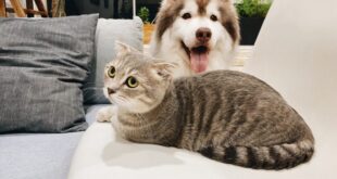 Pele dos pets ganha aliado em tratamento com nova tecnologia