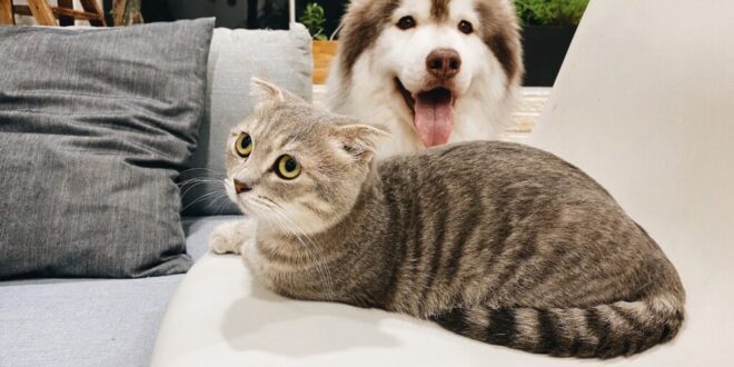 Pele dos pets ganha aliado em tratamento com nova tecnologia