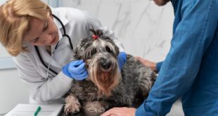 Veterinárias apontam relação entre saúde do intestino e pele de cães e gatos | Portal Cães e Gatos