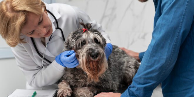 Veterinárias apontam relação entre saúde do intestino e pele de cães e gatos | Portal Cães e Gatos