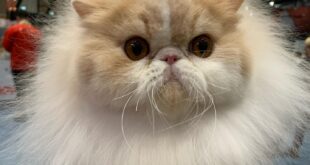 Gato brasileiro ganha prêmio internacional na Noruega