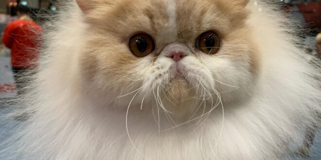 Gato brasileiro ganha prêmio internacional na Noruega