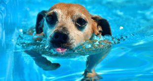 Pets na piscina precisam de atenção e cuidados redobrados