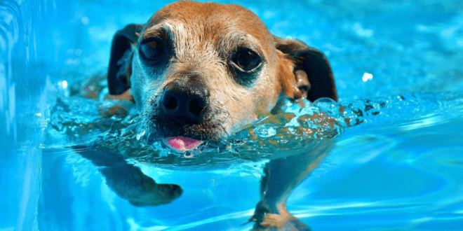 Pets na piscina precisam de atenção e cuidados redobrados