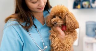 Conhecer as especialidades veterinárias pode auxiliar na hora dos cuidados pets