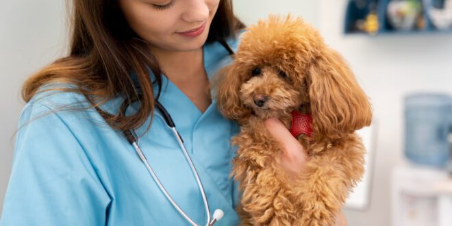 Conhecer as especialidades veterinárias pode auxiliar na hora dos cuidados pets
