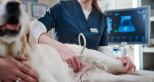 Casos de urolitíase em cães crescem nos últimos meses