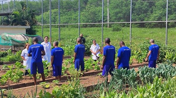Estudantes internos de Cachoeiro de Itapemirim cultivam horta