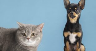 Veterinária destaca prevenção do câncer de próstata em cães e gatos