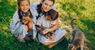 Convívio com gatos pode apresentar benefícios aos humanos