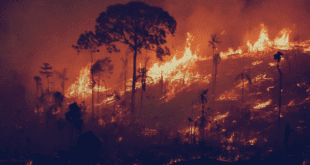 Queimadas e Crise Ambiental Mostram o Esgotamento do Estado Centralizador
