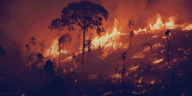 Queimadas e Crise Ambiental Mostram o Esgotamento do Estado Centralizador