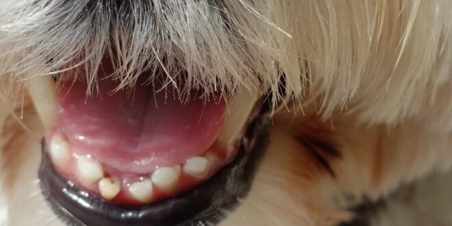 Cães também possuem dente de leite e precisam de cuidados