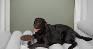 Veterinário explica a importância dos cães manterem um peso saudável