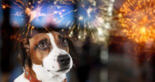 Como posso ajudar meu pet com os barulhos de fogos e comemorações?