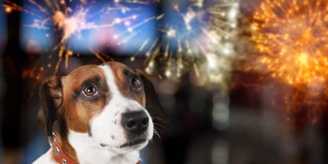 Como posso ajudar meu pet com os barulhos de fogos e comemorações?