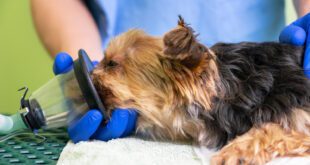 Como a castração pode prevenir doenças nos pets