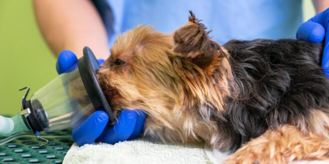 Como a castração pode prevenir doenças nos pets