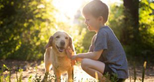 Dicas auxiliam a boa convivência entre cães e crianças