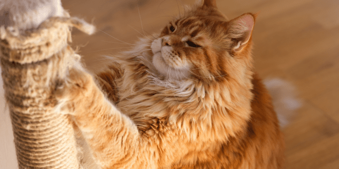Veterinária faz alerta sobre o risco dos arranhões de gatos e transmissão de doenças