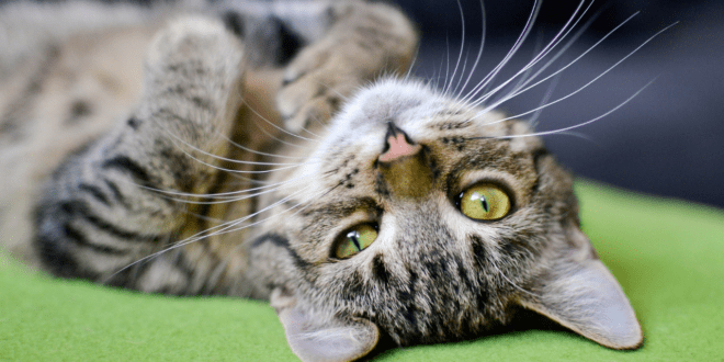 Conheça alguns comportamentos comuns do gatos após a adoção 