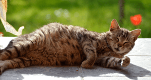 Quais as preparações essenciais para o parto de gatas