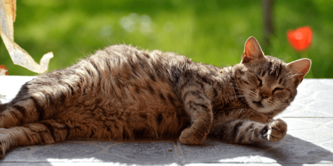 Quais as preparações essenciais para o parto de gatas