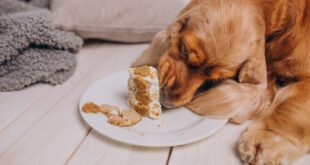 Estresse e ansiedade podem gerar compulsão alimentos nos pets