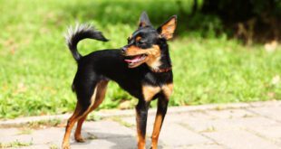 Porte e formato do focinho são fatores de maior longevidade canina