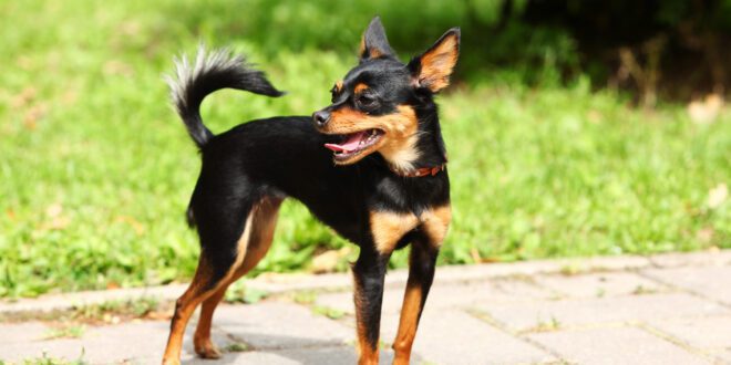 Porte e formato do focinho são fatores de maior longevidade canina