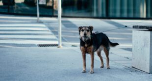 OAB-GO promove campanha de combate ao abandono de animais