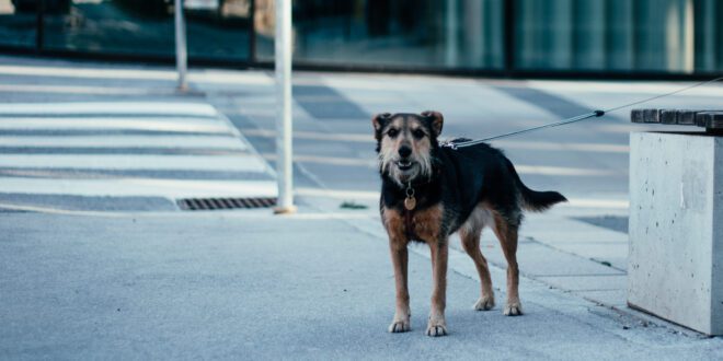 OAB-GO promove campanha de combate ao abandono de animais