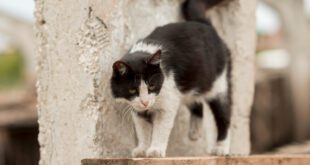 Um olhar para os gatos de rua na perspectiva da “Saúde Única”