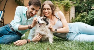 Como funciona a guarda de pets em casos de separação?